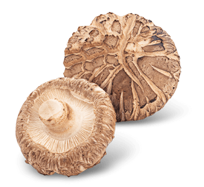 shiitake mushroom