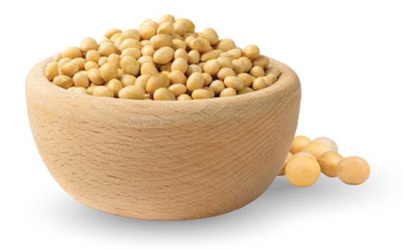 soybean